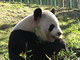 Oso panda<br />(Ailuropoda melanoleuca)