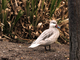 Pato gargantilla<br />(Anas bahamensis)