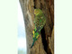 Periquito australiano<br />(Melopsittacus undulatus)