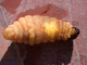 Larva ápoda., por Antonio Serrano