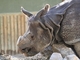 Rinoceronte indio<br />(Rhinoceros unicornis)