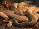 Serpiente de cascabel mejicana<br />(Crotalus basiliscus)