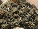 Tarántula mediterránea<br />(Lycosa hispanica)