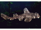 Tiburón cornudo<br />(Heterodontus francisci)