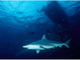 Tiburón de puntas negras<br />(Carcharhinus limbatus)