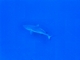 Tiburón gris de arrecife<br />(Carcharhinus amblyrhynchos)